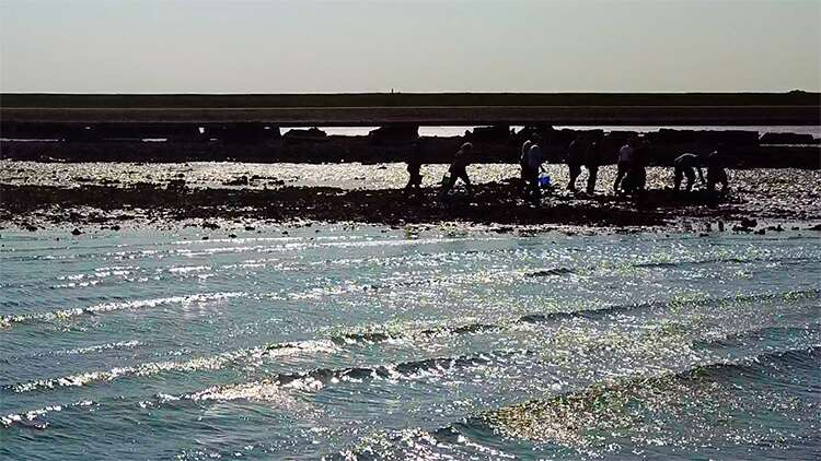 Eco Oester Yerseke Oester Experience