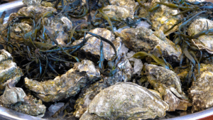 Eco Oester Yerseke Oesters op schaal